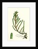 Salicornia Radicans Creeping Marsh-Samphire by Anonymous