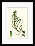 Salicornia Radicans Creeping Marsh-Samphire by Anonymous