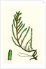 Salicornia Radicans Creeping Marsh-Samphire by Anonymous