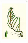 Salicornia Radicans Creeping Marsh-Samphire by Anonymous