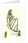 Salicornia Radicans Creeping Marsh-Samphire by Anonymous