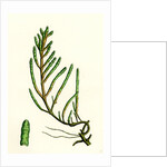 Salicornia Radicans Creeping Marsh-Samphire by Anonymous