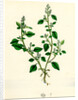Botanical Print by Anonymous
