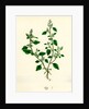 Botanical Print by Anonymous
