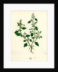 Botanical Print by Anonymous