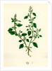 Botanical Print by Anonymous