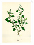 Botanical Print by Anonymous