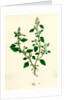 Botanical Print by Anonymous