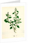 Botanical Print by Anonymous