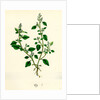 Botanical Print by Anonymous