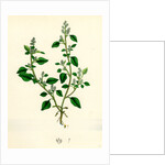 Botanical Print by Anonymous