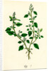 Chenopodium Vulvaria Stinking Goosefoot by Anonymous
