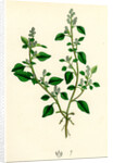 Chenopodium Vulvaria Stinking Goosefoot by Anonymous