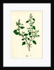 Chenopodium Vulvaria Stinking Goosefoot by Anonymous