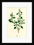 Chenopodium Vulvaria Stinking Goosefoot by Anonymous