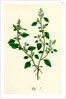 Chenopodium Vulvaria Stinking Goosefoot by Anonymous