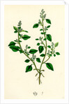 Chenopodium Vulvaria Stinking Goosefoot by Anonymous