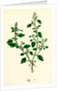 Chenopodium Vulvaria Stinking Goosefoot by Anonymous
