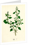 Chenopodium Vulvaria Stinking Goosefoot by Anonymous
