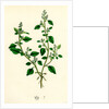 Chenopodium Vulvaria Stinking Goosefoot by Anonymous