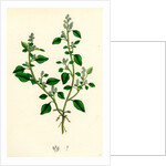 Chenopodium Vulvaria Stinking Goosefoot by Anonymous