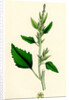 Chenopodium Album Var. Candicans White Goosefoot by Anonymous