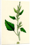 Chenopodium Album Var. Candicans White Goosefoot by Anonymous