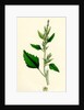 Chenopodium Album Var. Candicans White Goosefoot by Anonymous