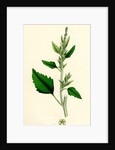 Chenopodium Album Var. Candicans White Goosefoot by Anonymous