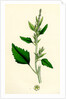 Chenopodium Album Var. Candicans White Goosefoot by Anonymous