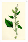 Chenopodium Album Var. Candicans White Goosefoot by Anonymous