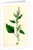 Chenopodium Album Var. Candicans White Goosefoot by Anonymous
