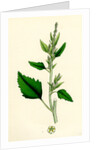 Chenopodium Album Var. Candicans White Goosefoot by Anonymous