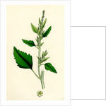 Chenopodium Album Var. Candicans White Goosefoot by Anonymous