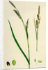 Carex Panicea Pink-Leaved Sedge by Anonymous