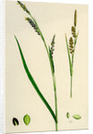 Carex Panicea Pink-Leaved Sedge by Anonymous