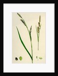 Carex Panicea Pink-Leaved Sedge by Anonymous