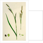 Carex Panicea Pink-Leaved Sedge by Anonymous