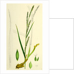 Carex Strigosa Loose-Spiked Wood Sedge by Anonymous