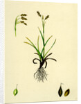 Carex Capillaris Capillary Sedge by Anonymous