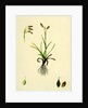 Carex Capillaris Capillary Sedge by Anonymous