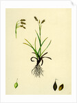 Carex Capillaris Capillary Sedge by Anonymous