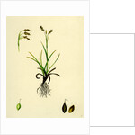 Carex Capillaris Capillary Sedge by Anonymous