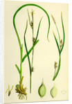 Carex Depauperata Starved Wood Sedge by Anonymous