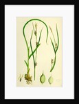 Carex Depauperata Starved Wood Sedge by Anonymous