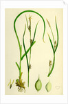 Carex Depauperata Starved Wood Sedge by Anonymous