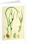 Carex Depauperata Starved Wood Sedge by Anonymous