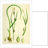 Carex Depauperata Starved Wood Sedge by Anonymous