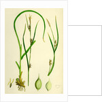Carex Depauperata Starved Wood Sedge by Anonymous