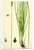 Carex Teretiuscula Var. Ehrhartiana Lesser Panicled Sedge Var. B. by Anonymous